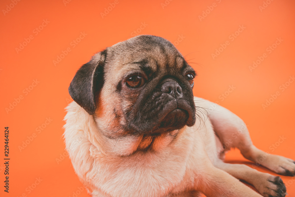 Funny pug puppy, on orange background. Pug posing for the camera.