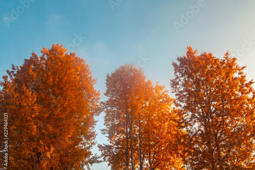 Autumn background - yellow-orange crowns of trees against a background of clean blue sky