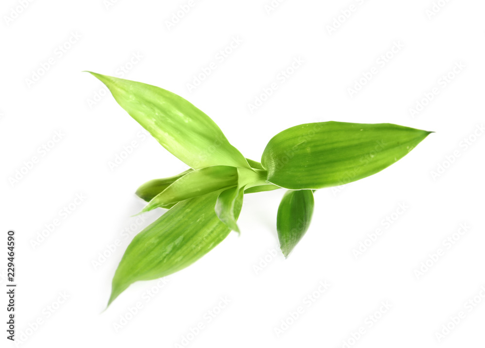 Beautiful green bamboo leaves on white background Beautiful green bamboo leaves on white background