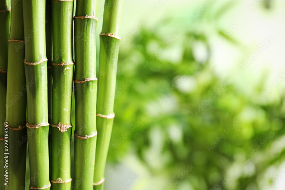 Fototapeta premium Green bamboo stems on blurred background with space for text