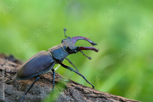 Lucanus cervus is the best-known species of stag beetle © Mircea Costina