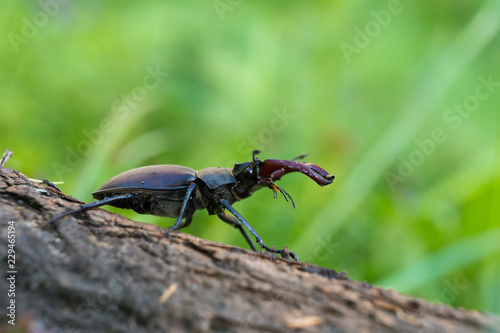 Lucanus cervus is the best-known species of stag beetle