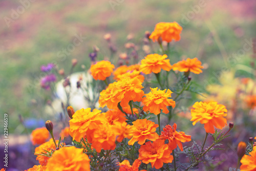 Autumn orange flowers on the ground tagetis bloom in a row Years natural plant Selective focus blurred background © Evgeniia