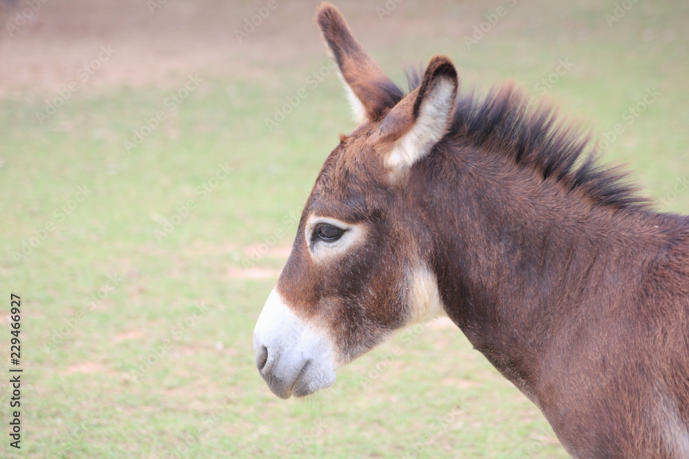 Mule in farm ,Portrait of a cute mule.
