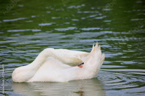 White swan swimming in the water.