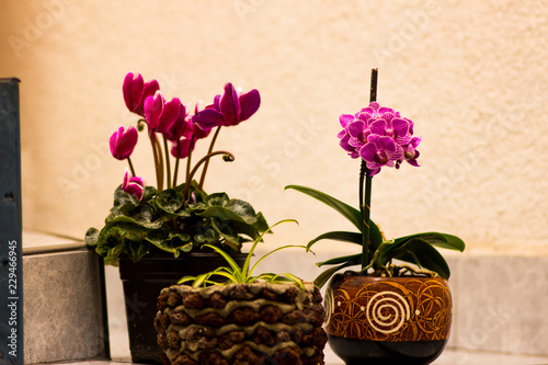 Flores Hermosas