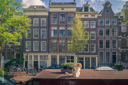 cat in amsterdam