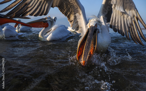 Dalmatian Pelican,   Pelecanus crispus,   group catching fish. photo