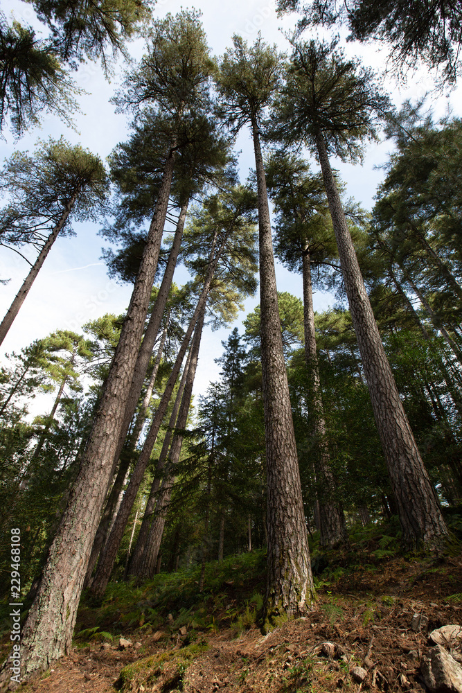 Fototapeta premium Paysages de Corse - Pins Laricio vers Evisa