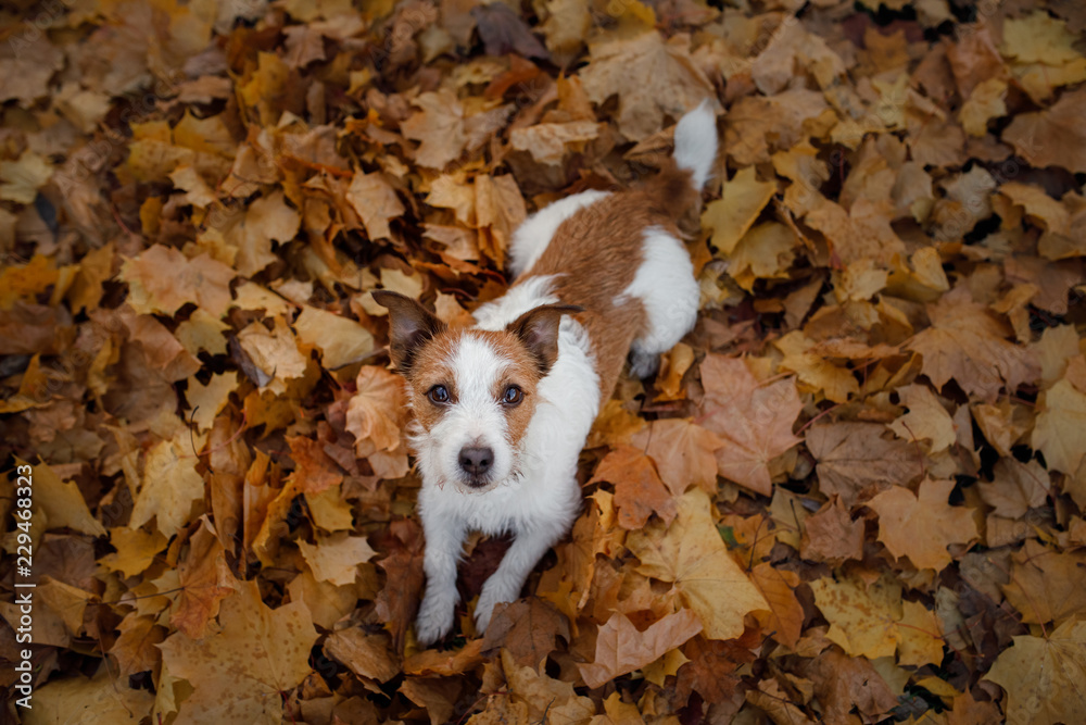 funny dog face. Jack Russell Terrier lying in the leaves. Autumn mood. pet happy