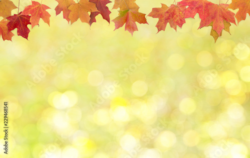 AUTUMN MAPLE LEAVES WITH SUNLIGHT BOKEH FOR BACKGROUND