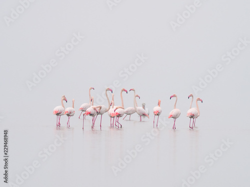 Greater Flamingoes and Dalmatian Pelican , Pelecanus crispus during foggy day photo