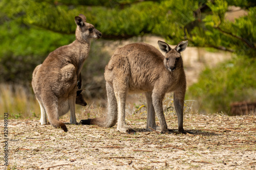 mother and baby kangaroo