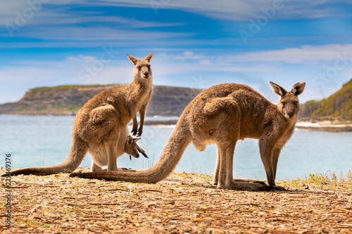 kangaroos with joey on the beach