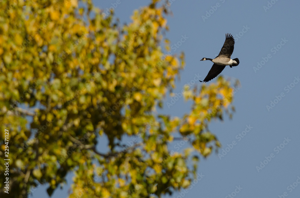 Lone Canada Goose Flying Past an Autumn Tree
