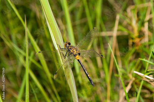 dragonfly on leaf © IURII RIAZANOV