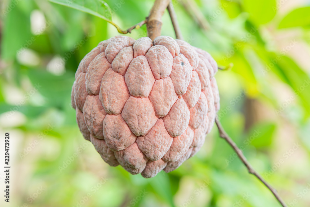 Fototapeta premium custard apple purple on a tree