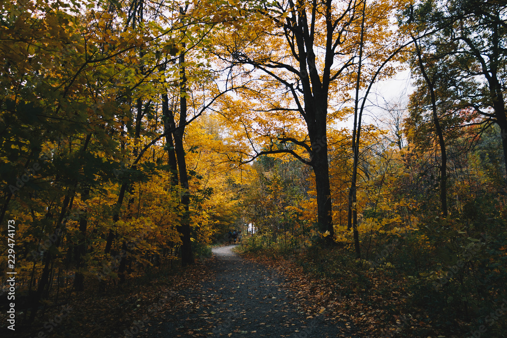 Fototapeta premium A walk in an autumn forest. Mount-Royal Park in Montreal during the Fall season.