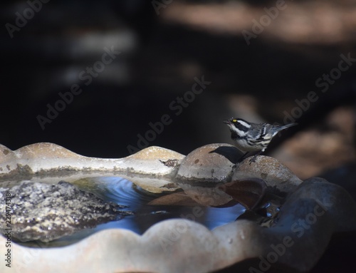Black-throated Gray Warbler on birdbath
