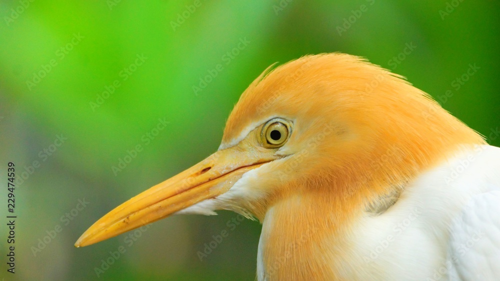 Obraz premium The cattle egret is a cosmopolitan species of heron found in the tropics, subtropics and warm temperate zones. It is the only member of the monotypic genus Bubulcus