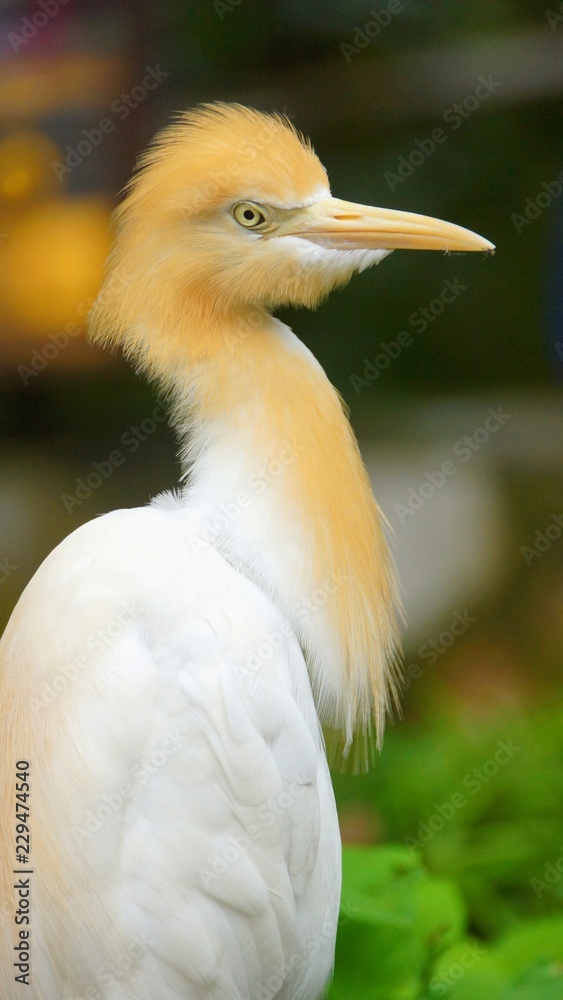 Obraz premium The cattle egret is a cosmopolitan species of heron found in the tropics, subtropics and warm temperate zones. It is the only member of the monotypic genus Bubulcus