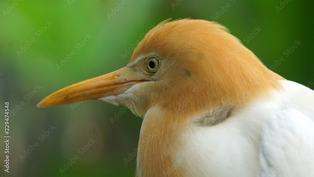 Obraz premium The cattle egret is a cosmopolitan species of heron found in the tropics, subtropics and warm temperate zones. It is the only member of the monotypic genus Bubulcus