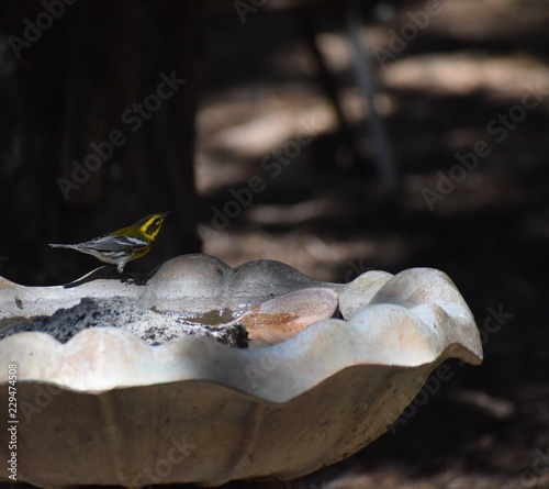 Townsend's Warbler in birdbath