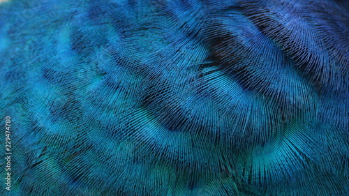 The Indian peafowl or blue peafowl, a large and brightly coloured bird, is a species of peafowl native to South Asia, but introduced in many other parts of the world