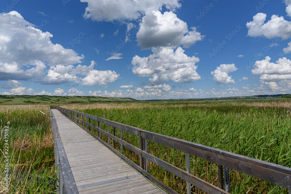 boardwalk over marsh