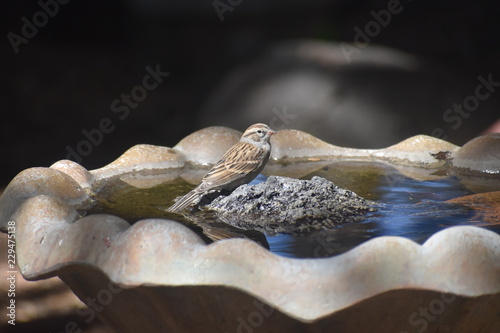 Clay-colored Sparrow