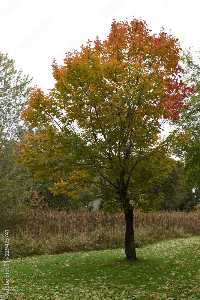 Orange, red and green oak tree in the autumn
