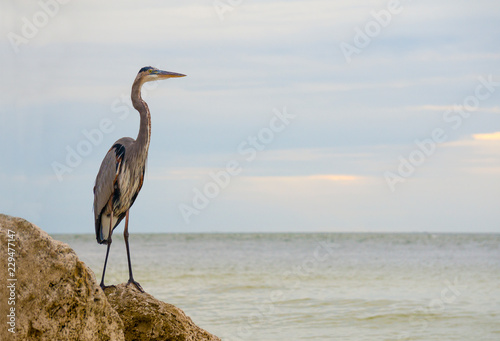 Great Blue Heron  Ardea Herodias  standing on a rock on the Gulf of Mexico at St. Pete Beach  Florida  with a fishing hook embedded in his head.