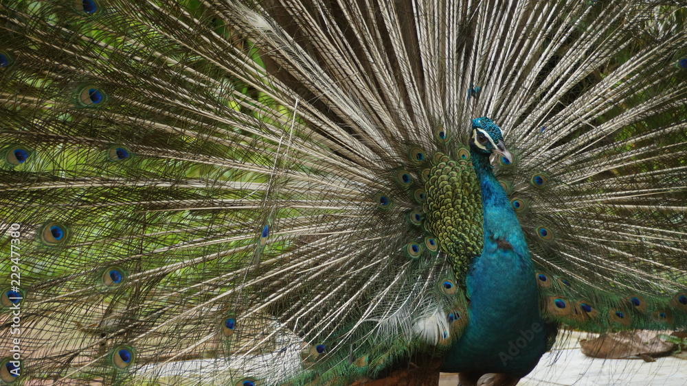 Obraz premium The Indian peafowl or blue peafowl, a large and brightly coloured bird, is a species of peafowl native to South Asia, but introduced in many other parts of the world