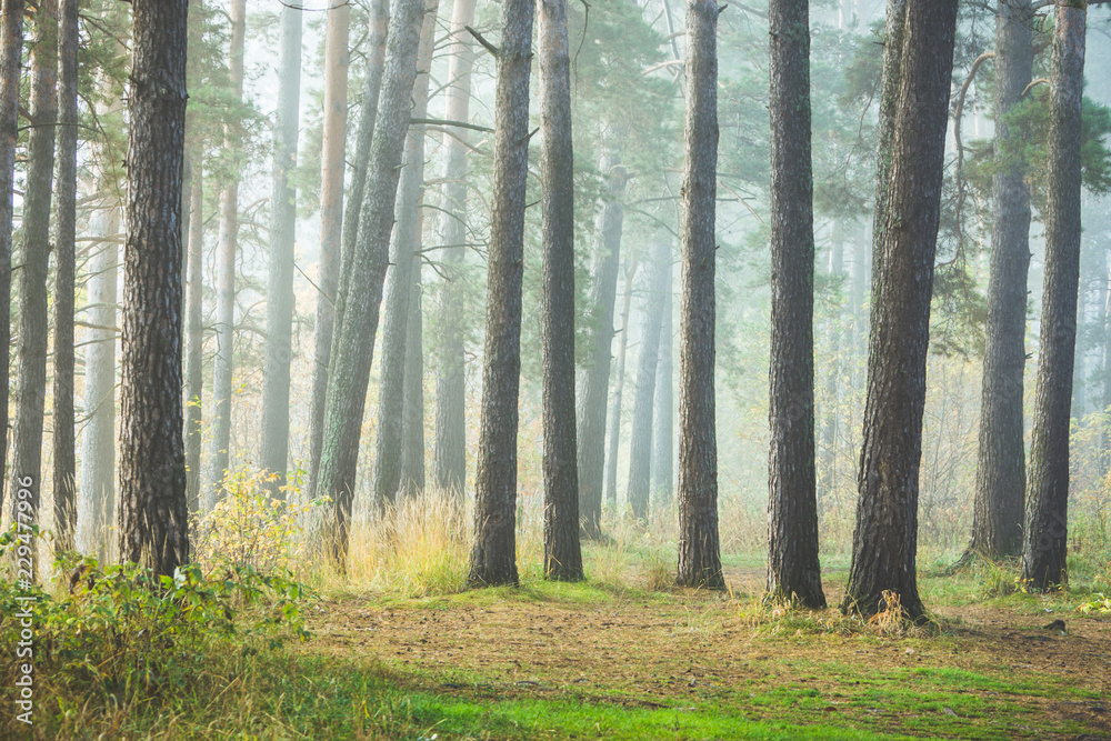 Beautiful summer forest with different trees in morning fog Beautiful summer forest with different trees in morning fog