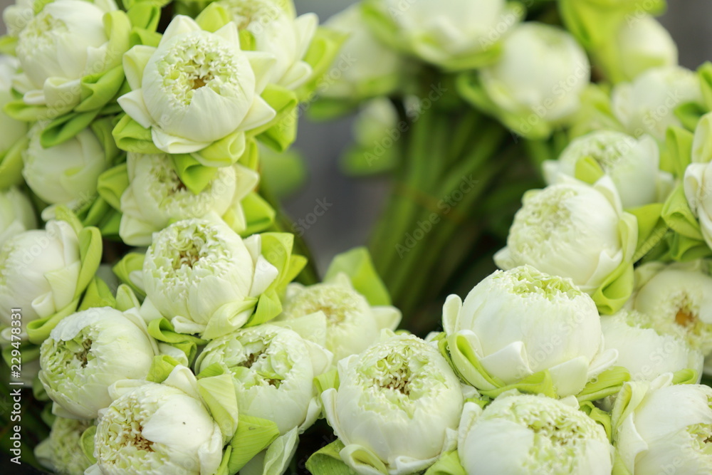 Fototapeta premium Green lotus for worship