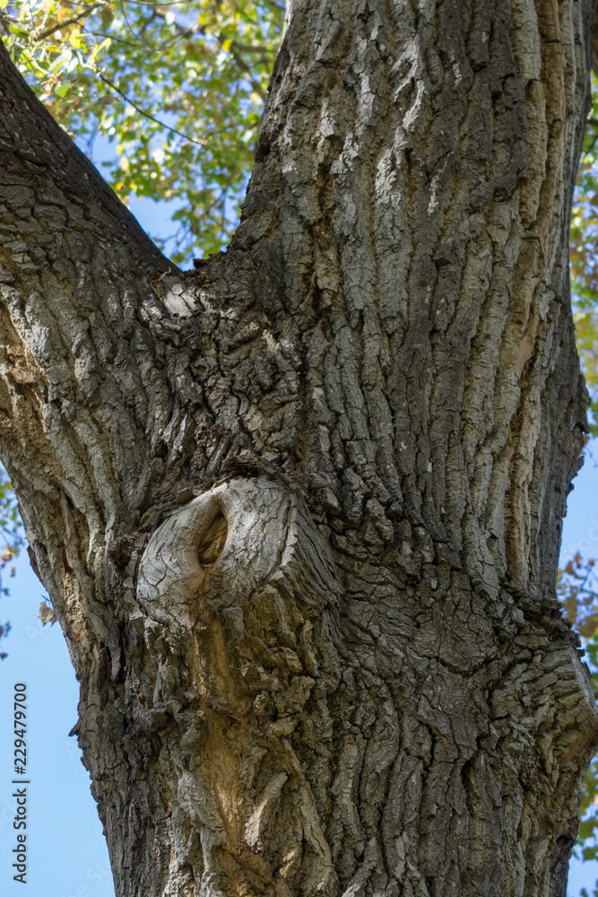 Obraz premium tree 1