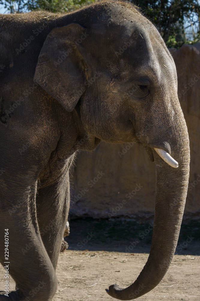 Fototapeta premium elephant 4