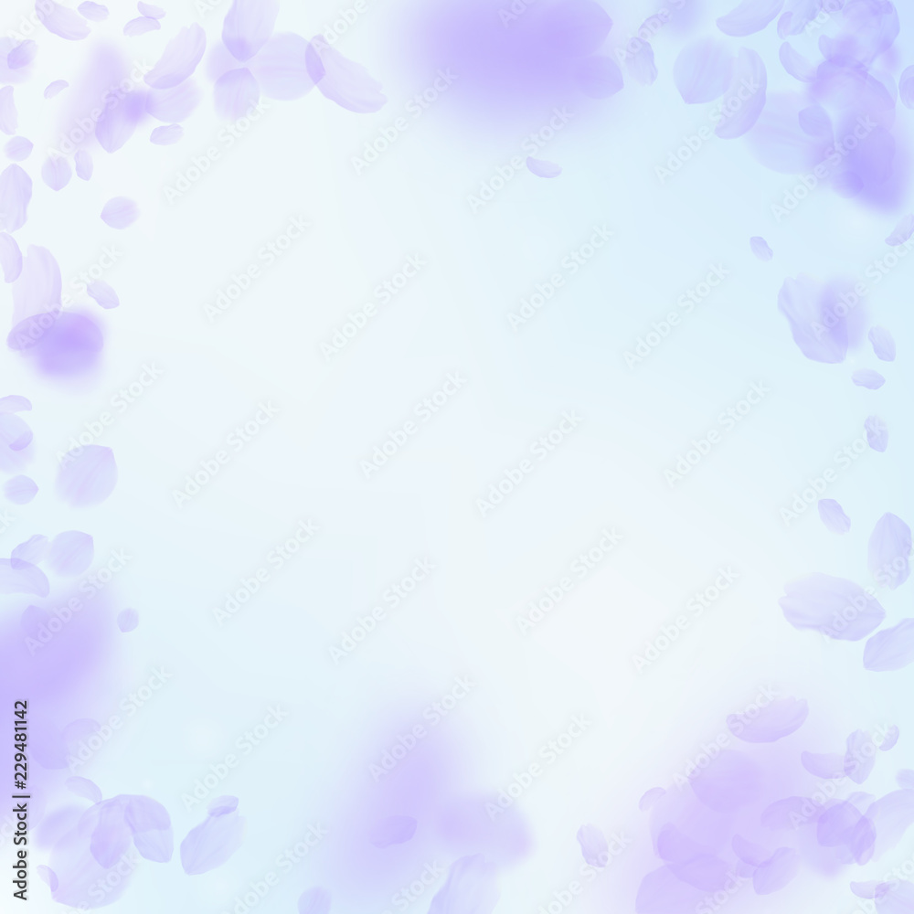 Violet flower petals falling down. Outstanding rom Violet flower petals falling down. Outstanding rom
