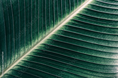 abstract green background  detail of palm leaf