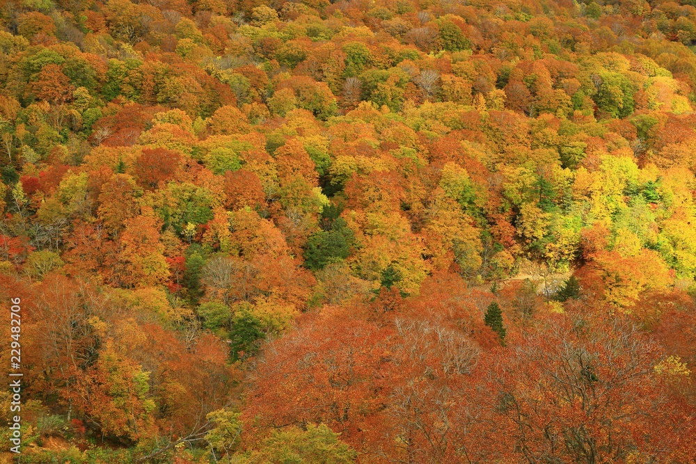 紅葉の八幡平 紅葉の八幡平