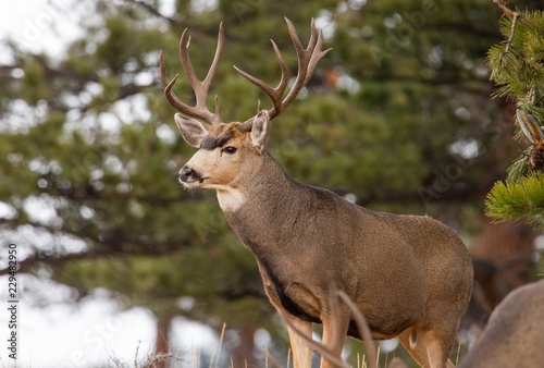Mule deer buck in Rocky Mountain National Park