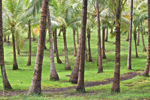 Obraz na płótnie Tropical Island, Palm trees w salonie