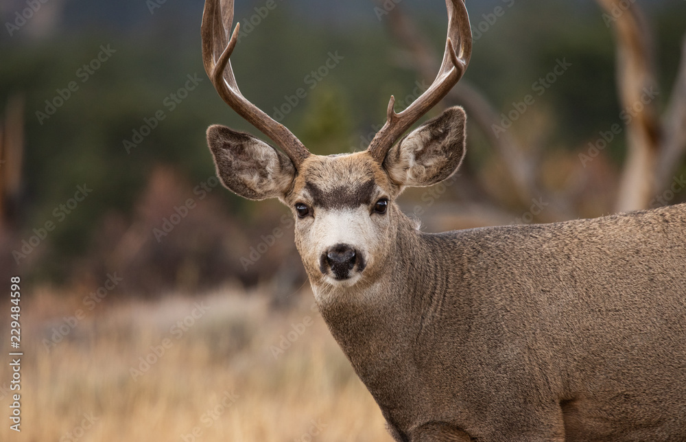 Mule deer buck in Rocky Mountain National Park, Colorado