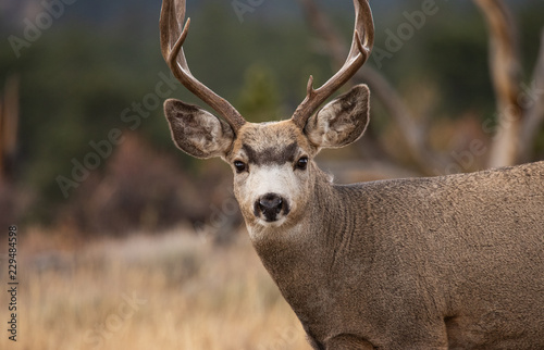 Mule deer buck in Rocky Mountain National Park, Colorado © Jeffrey