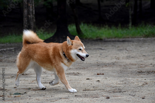 柴犬 歩く Stock 写真 Adobe Stock 柴犬 歩く Stock 写真 Adobe Stock