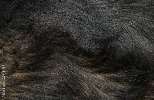 animal fur of dark colors fur for design