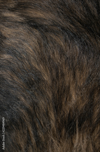 Wallpaper Mural animal fur of dark colors fur for design Torontodigital.ca