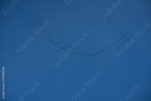 geese flying south