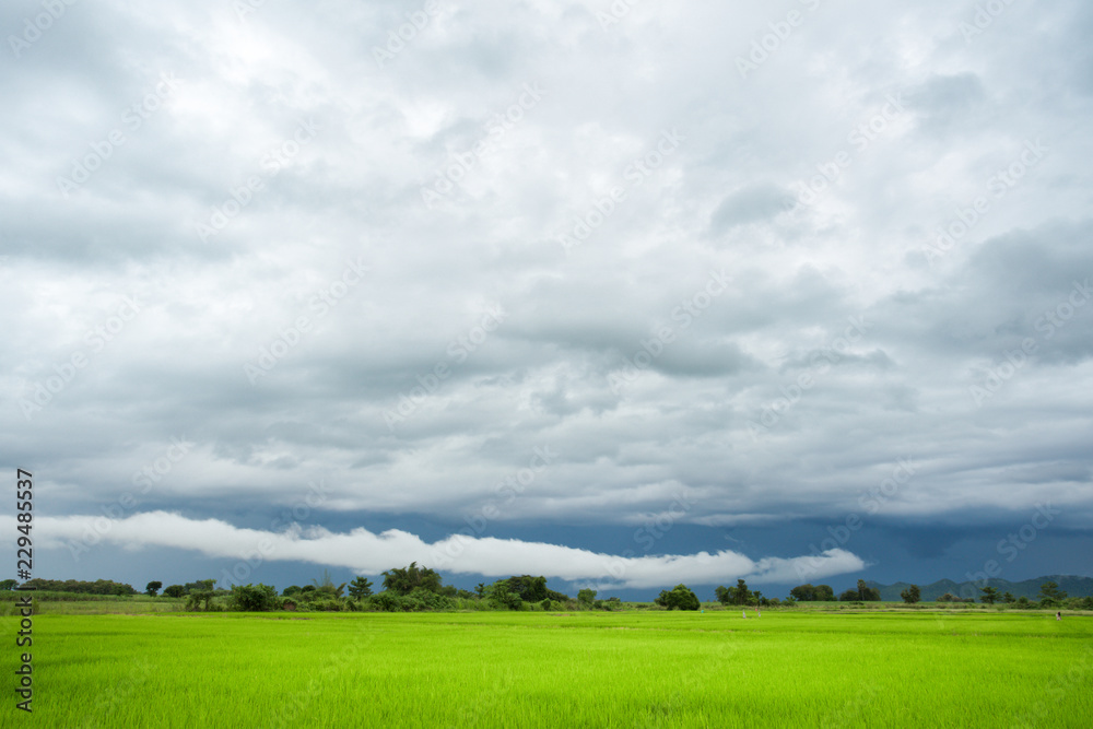 Green rice field in a cloudy day