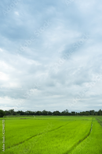 Green rice field in a cloudy day